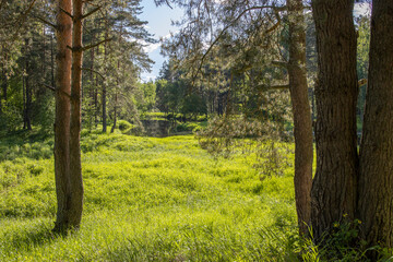 Bright sunny landscape near the river. The sun's rays illuminate the young greens.