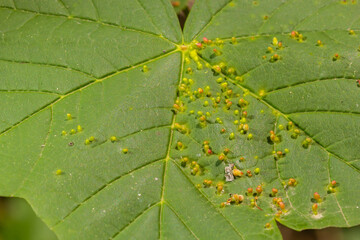 Acer opalus subsp granatensis parasitized leaf with gills of intense red color from Aceria cf...
