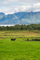 Two elks in the middle of grassland, with one standing looking towards the camera and one sitting hidden between bushes. The beautiful mountain range of Lofoten Island, Norway in the background. 