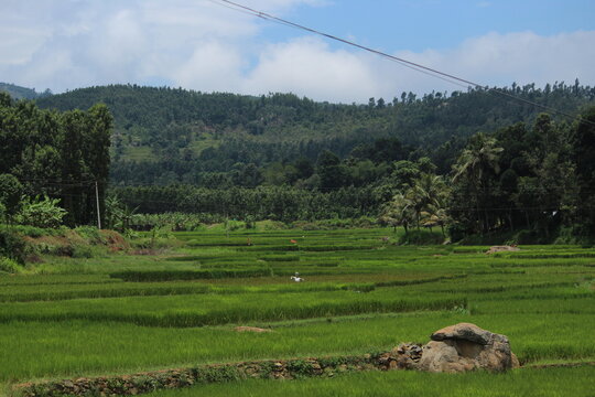 green ful peaceful place lovley view 