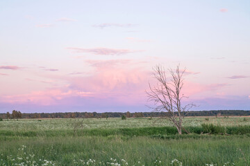 Beautiful summer landscape. Green field with wildflowers, lonely dry tree and pink clouds in the evening sky