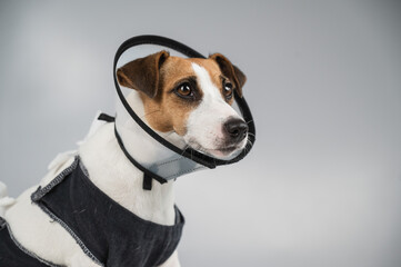Dog jack russell terrier in a blanket and a conical collar after surgery on a gray background. Copy space. 