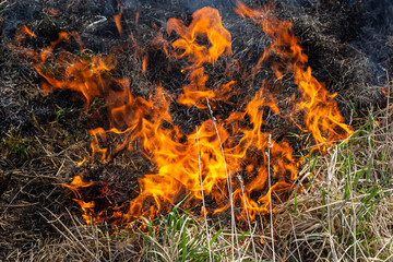 Burning old dry grass. Tongues red flame and burning dry yellowed grass in smoke