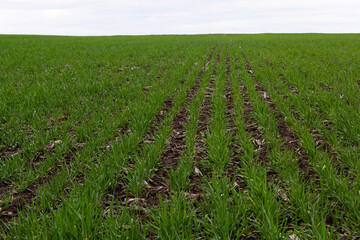 Fototapeta na wymiar rows of green young shoots , the concept of agriculture, planted wheat or rye field