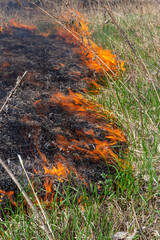Burning old dry grass in garden. Flaming dry grass on a field. Forest fire. Stubble field is burned by farmer. Fire in the Field