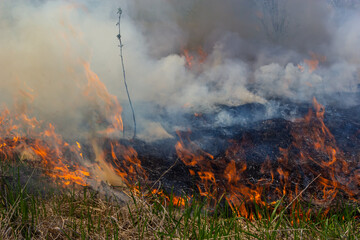 Fototapeta na wymiar Burning old dry grass. Tongues red flame and burning dry yellowed grass in smoke