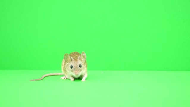 毛づくろいをし始めるネズミ