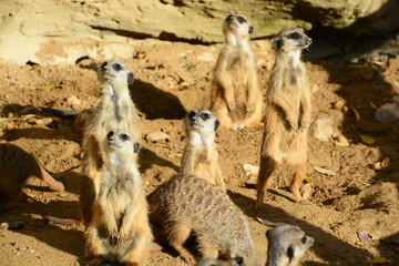 suricate