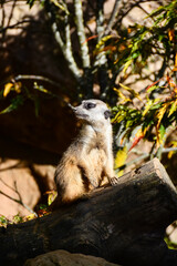 suricate