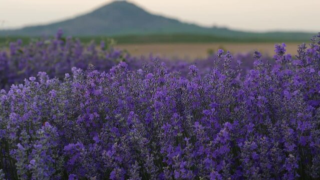 Lavender plantations in close-up. Professional broadcast quality in ultra hd resolution.