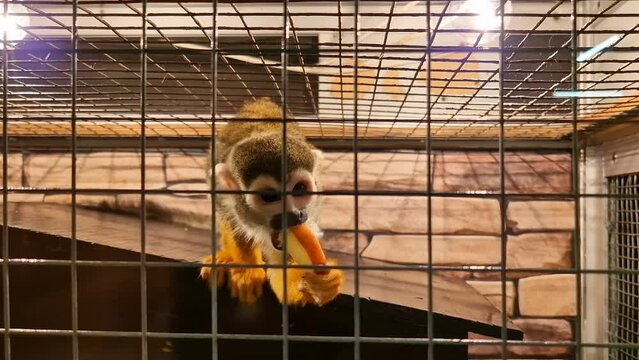 An ordinary squirrel monkey is sitting in the zoo, looking around, eating an apple. Saimiri sciureus.