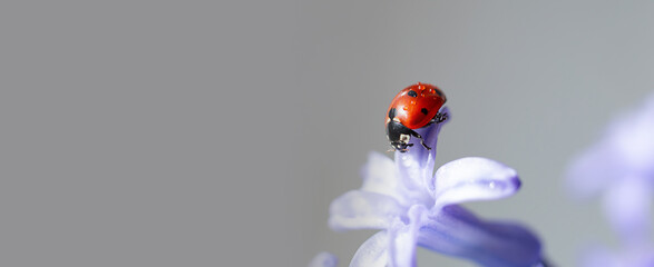 Closeup photography of ladybug on petal.Springtime concept,large banner.