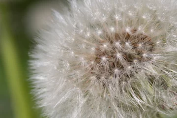 Foto auf Alu-Dibond Closed Bud of a dandelion. Dandelion white flowers in green grass. © Anna