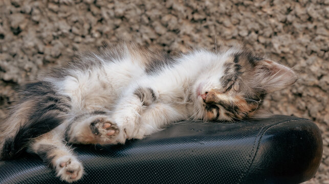 Street Kitten Fast Asleep On The Seat Of A Moped