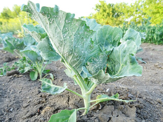 Pests of plants, whitefly on cabbage in the field