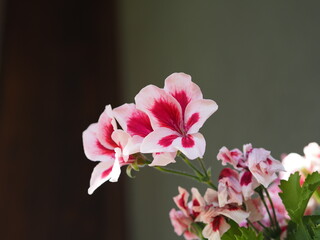 Naklejka na ściany i meble pink and white flowers