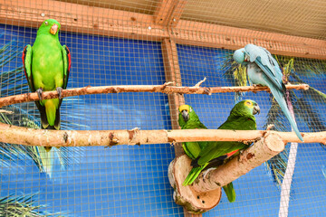 beautiful colorful parrots, exotic birds