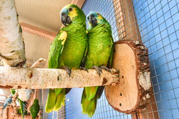 two lovebird parrots, exotic colorful birds