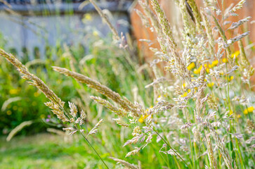 Grasses growing as weeds in a garden have gone to seed.