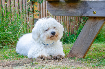 A small white cavapoo dog with fluffy, shaggy fur lies down underneath a picnic bench on the lawn in the garden in summer.