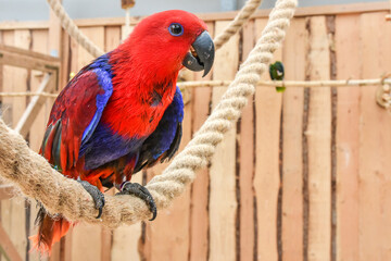 beautiful colorful parrot, exotic birds