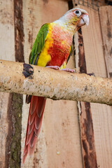 beautiful colorful parrot, exotic birds