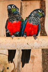 two lovebird parrots, exotic colorful birds