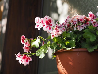 flowers in pots