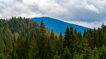 Mountain top in the fog, morning fog in the mountains.