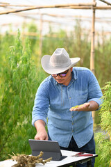 Young male innovative farmer inspecting cannabis plants in greenhouse and using digital tablet. Business agricultural and technology concept