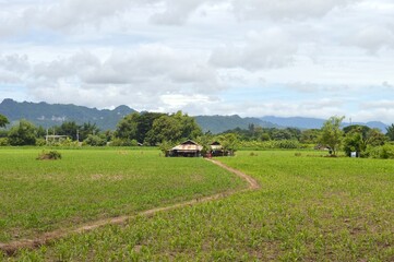 Fototapeta na wymiar landscape of green farm and little hut