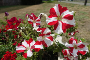 Bright red and white bicolor flowers of petunias in July