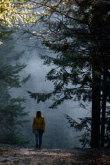 A woman like a ghost walks through the misty forest, the fear and mystery of the fog in the woods.