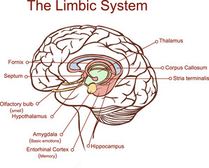 Cross section through the brain showing the limbic system and all related structures