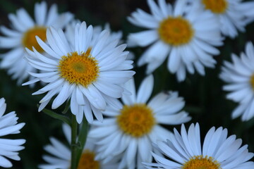 daisies