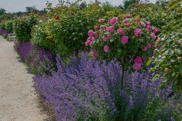 Garden view at lavender  (lavandula angustifolia) and catnip (nepeta cataria) in full bloom under roses blooming in different colors - obrazy, fototapety, plakaty