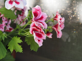 pink flower in the garden