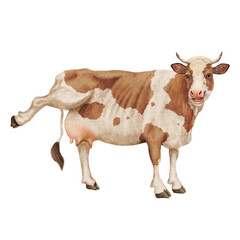 vache à lait, rigolote, qui rit, montre sa mamelle, ferme, animal, blanc, bétail, mollet, taureau, lait, agriculture , gazon, bétail, champ, prairie, isolé, exploitation laitière, vache laitière, mamm