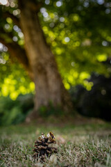 wedding ring on  pine cone