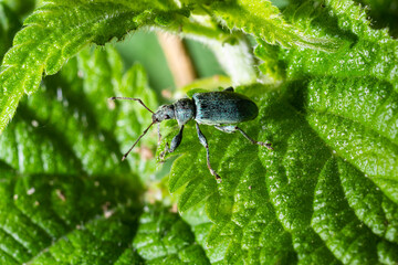 Phyllobius argentatus is a species of short nosed weevil commonly known as the silver green leaf weevil