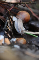 a grape snail in the branches crawls to another snail