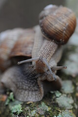 two snails on top of each other sitting on a branch close-up photo