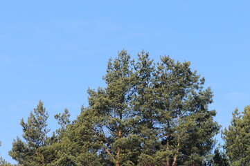 Obraz premium tops of pine trees on a background of blue sky