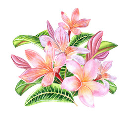 Fototapeta na wymiar Tropical plumeria flowers on an isolated white background, watercolor hand illustration