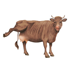 vache à lait, rigolote, qui rit, montre sa mamelle, ferme, animal, blanc, bétail, mollet, taureau, lait, agriculture , gazon, bétail, champ, prairie, isolé, exploitation laitière, vache laitière, mamm