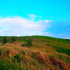 Obraz premium field and blue sky