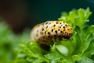 Raupe des Königskerzen-Mönch (Cucullia verbasci)