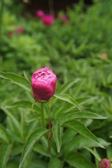 pink peony