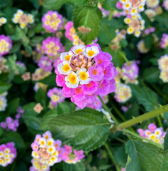 Fototapeta premium A beautiful and unusual bloom. In the green grass, there are flowers growing. On one twig grows a bud of purple flowers, and in the middle grows white flowers. The combination of colors in nature