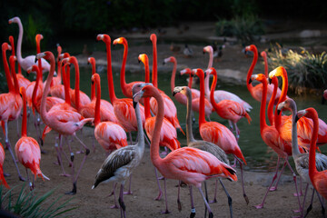 Obraz na płótnie Canvas A flock of pink flamingos. Pink flamingo beauty birds. Caribbean flamingo. Big bird is relaxing enjoying the summertime. Green nature background.